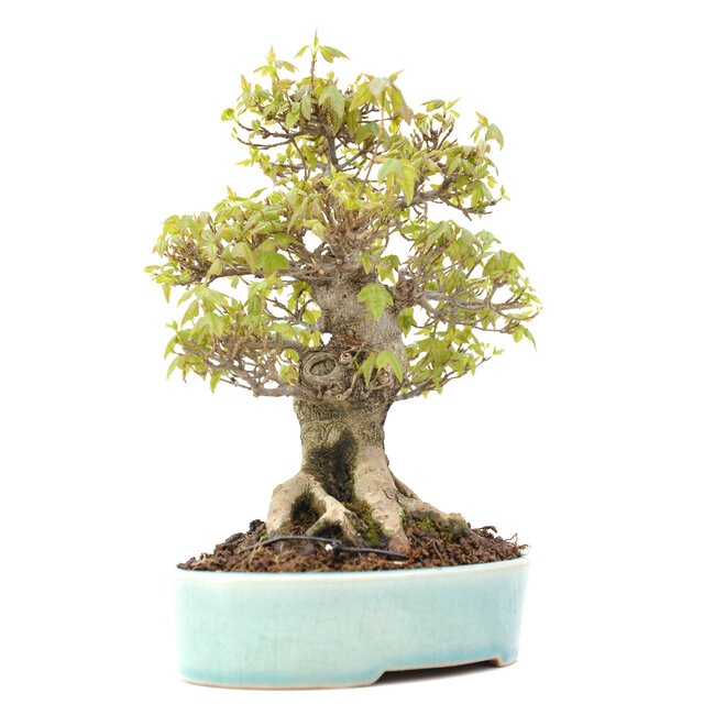 Acer buergerianum, 20,5 cm, ± 20 ans, avec un nébari de 10 cm