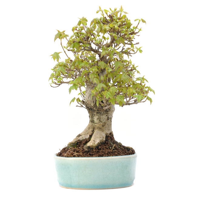 Acer buergerianum, 20,5 cm, ± 20 años, con un nebari de 10 cm