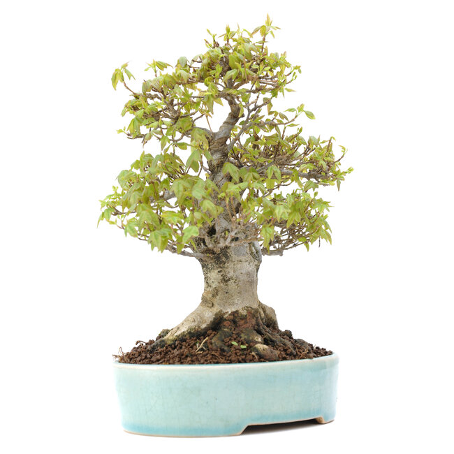 Acer buergerianum, 20,5 cm, ± 20 años, con un nebari de 10 cm