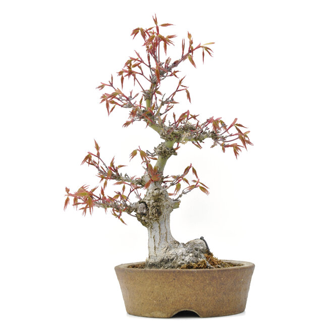 Acer palmatum, 24 cm, ± 20 anni, con un nebari di 9 cm