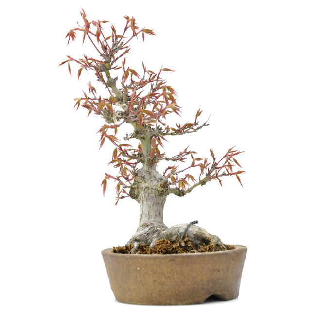 Acer palmatum, 24 cm, ± 20 Jahre alt, mit einem Nebari von 9 cm