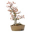 Acer palmatum, 24 cm, ± 20 years old, with a nebari of 9 cm