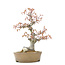 Acer palmatum, 24 cm, ± 20 años, con un nebari de 9 cm