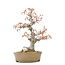 Acer palmatum, 24 cm, ± 20 years old, with a nebari of 9 cm