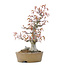 Acer palmatum, 24 cm, ± 20 anni, con un nebari di 9 cm