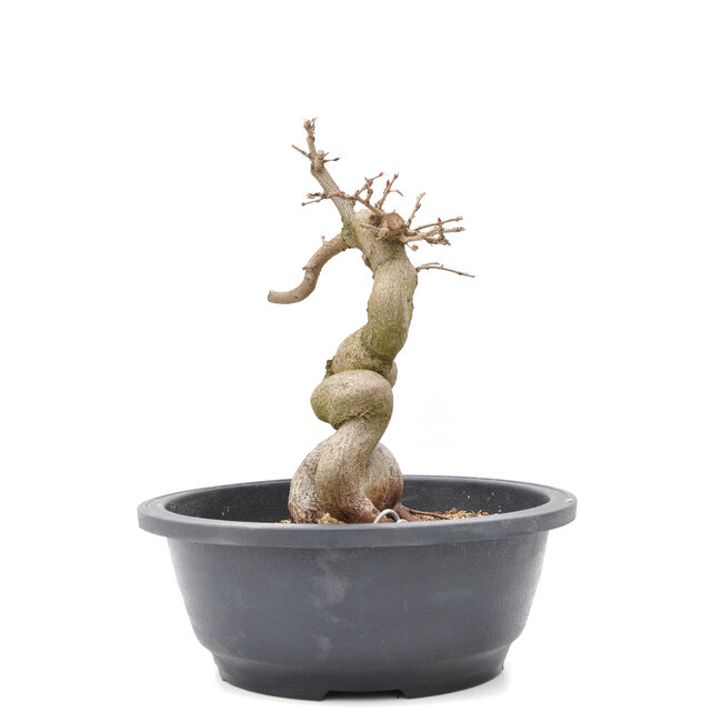 Carpinus coreana Yamadori, 22,5 cm, ± 15 anni