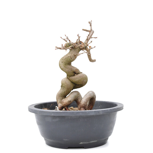 Carpinus coreana Yamadori, 22,5 cm, ± 15 years old