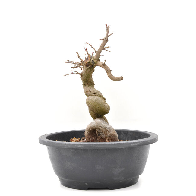 Carpinus coreana Yamadori, 22,5 cm, ± 15 Jahre alt