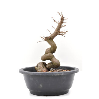 Carpinus coreana Yamadori, 24,5 cm, ± 15 jaar oud