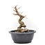 Carpinus coreana Yamadori, 24,5 cm, ± 15 jaar oud