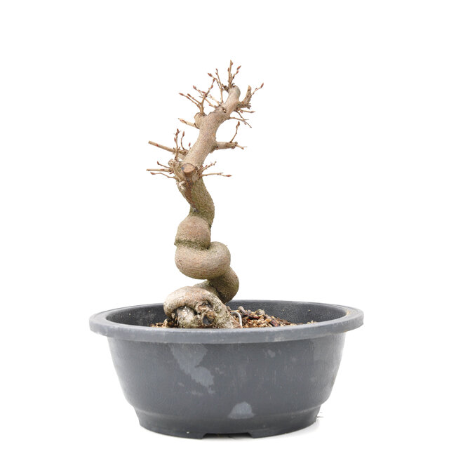 Carpinus coreana Yamadori, 24,5 cm, ± 15 anni