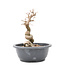 Carpinus coreana Yamadori, 24,5 cm, ± 15 jaar oud