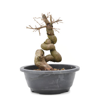 Carpinus coreana Yamadori, 22,5 cm, ± 15 jaar oud