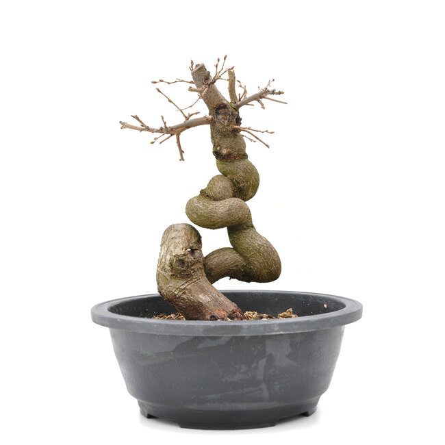 Carpinus coreana Yamadori, 22,5 cm, ± 15 jaar oud