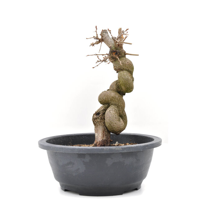 Carpinus coreana Yamadori, 22,5 cm, ± 15 años