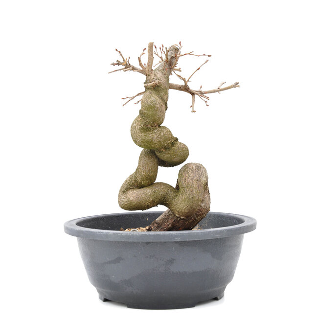 Carpinus coreana Yamadori, 22,5 cm, ± 15 ans