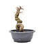 Carpinus coreana Yamadori, 22,5 cm, ± 15 jaar oud