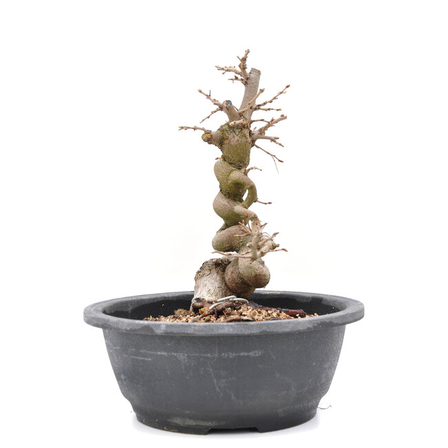 Carpinus coreana Yamadori, 22,5 cm, ± 15 Jahre alt