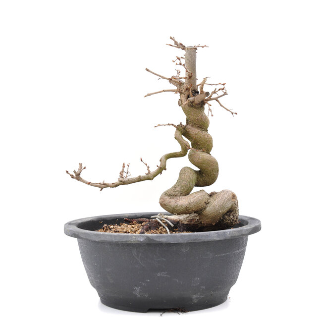 Carpinus coreana Yamadori, 22,5 cm, ± 15 años