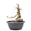 Carpinus coreana Yamadori, 22,5 cm, ± 15 jaar oud