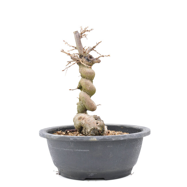 Carpinus coreana Yamadori, 22,5 cm, ± 15 anni