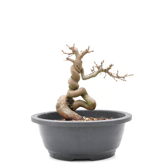 Carpinus coreana Yamadori, 18 cm, ± 15 anni