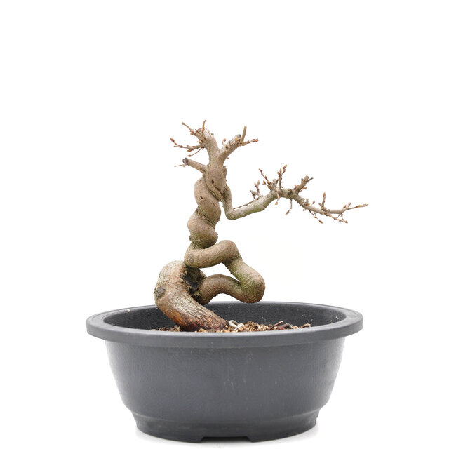 Carpinus coreana Yamadori, 18 cm, ± 15 ans