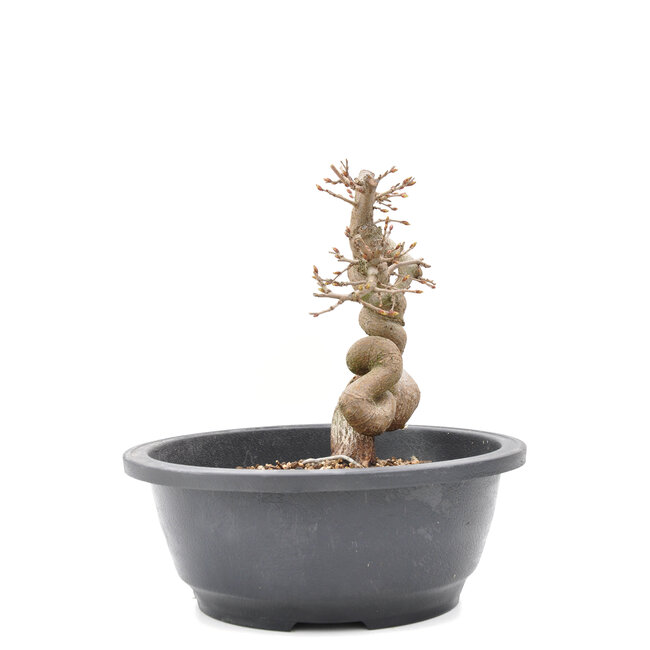 Carpinus coreana Yamadori, 18 cm, ± 15 años