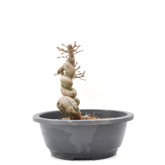 Carpinus coreana Yamadori, 18 cm, ± 15 años