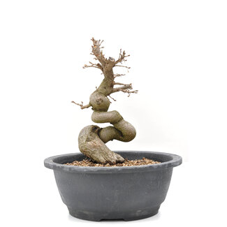 Carpinus coreana Yamadori, 21,5 cm, ± 15 jaar oud