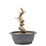 Carpinus coreana Yamadori, 21,5 cm, ± 15 jaar oud