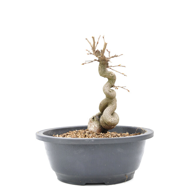 Carpinus coreana Yamadori, 19 cm, ± 15 años