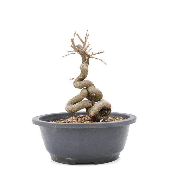 Carpinus coreana Yamadori, 19 cm, ± 15 jaar oud