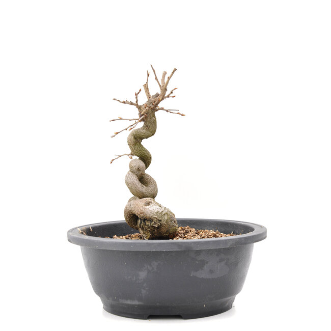 Carpinus coreana Yamadori, 19 cm, ± 15 Jahre alt