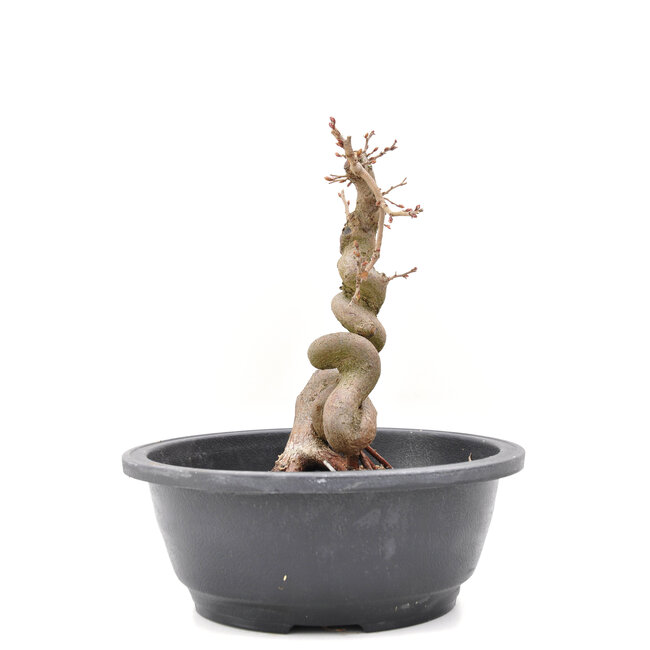 Carpinus coreana Yamadori, 21 cm, ± 15 años