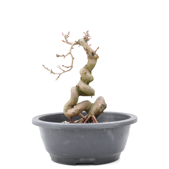 Carpinus coreana Yamadori, 21 cm, ± 15 ans