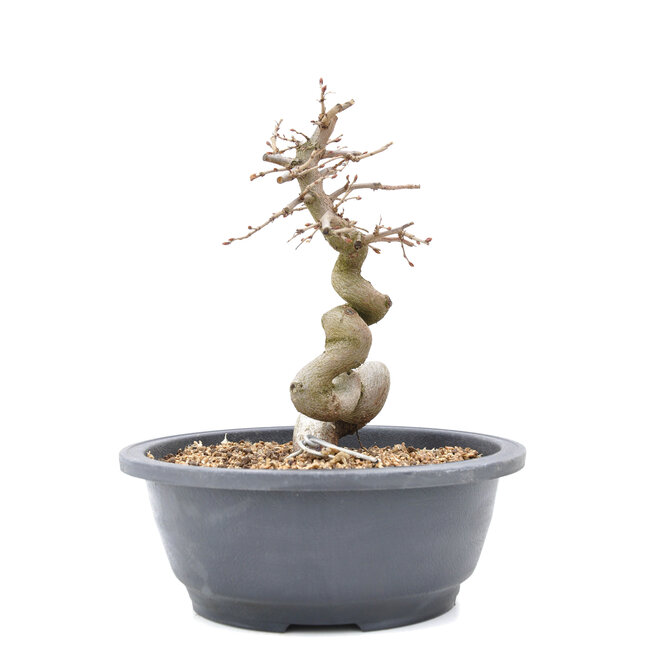 Carpinus coreana Yamadori, 21 cm, ± 15 años