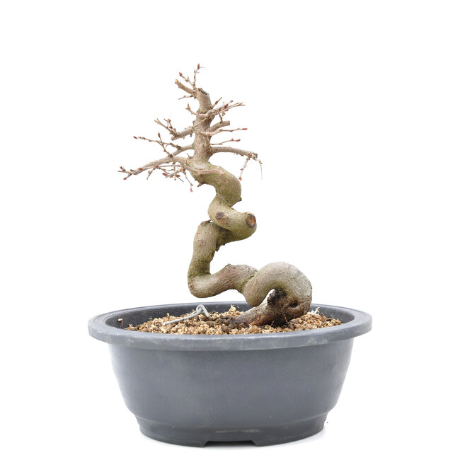 Carpinus coreana Yamadori, 21 cm, ± 15 anni