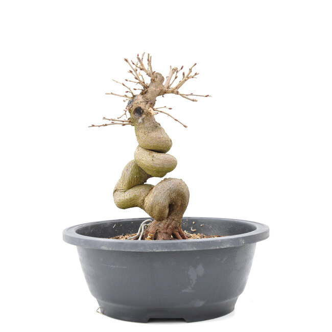 Carpinus coreana Yamadori, 20 cm, ± 15 Jahre alt