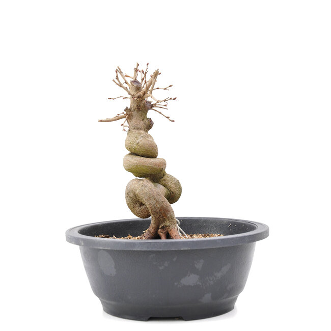 Carpinus coreana Yamadori, 20 cm, ± 15 ans