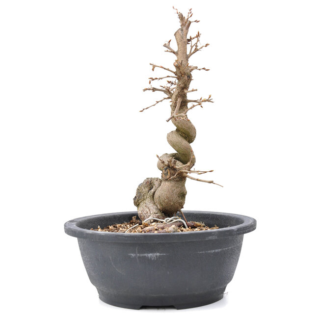 Carpinus coreana Yamadori, 27,5 cm, ± 15 anni