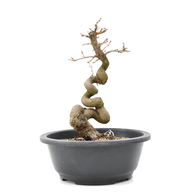 Carpinus coreana Yamadori, 24,5 cm, ± 15 jaar oud