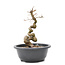 Carpinus coreana Yamadori, 24,5 cm, ± 15 jaar oud