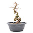 Carpinus coreana Yamadori, 24,5 cm, ± 15 jaar oud