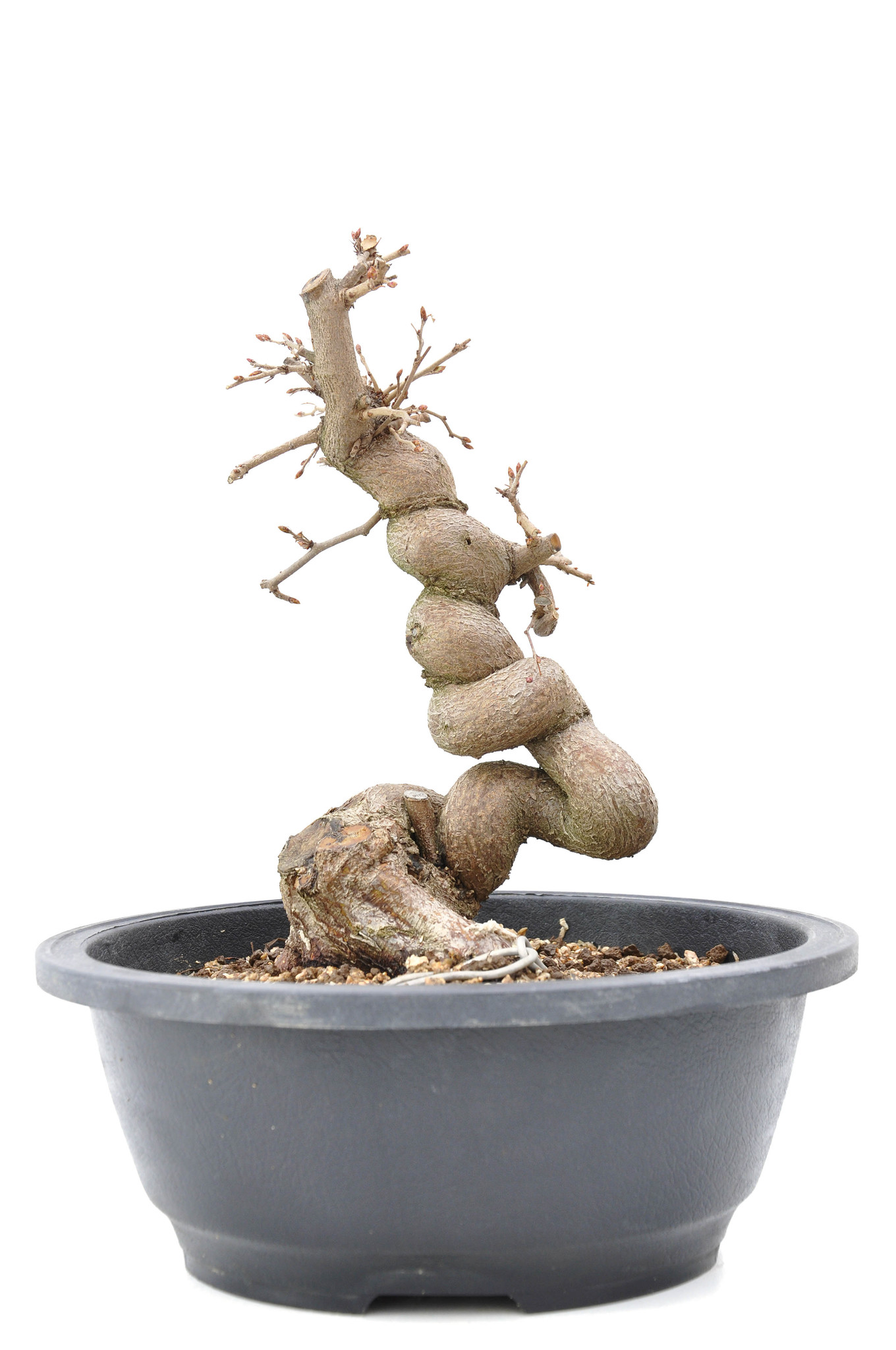 BONSAI FICUS GINSENG VASO 20CM