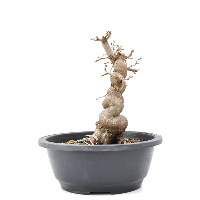 Carpinus coreana Yamadori, 20 cm, ± 15 años