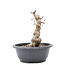 Carpinus coreana Yamadori, 20 cm, ± 15 jaar oud