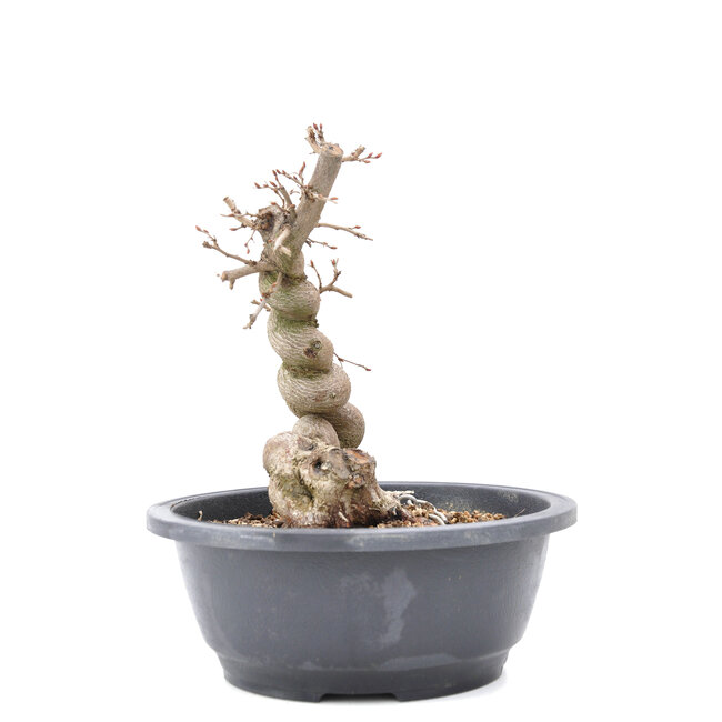 Carpinus coreana Yamadori, 20 cm, ± 15 years old