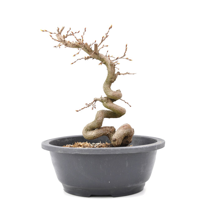 Carpinus coreana Yamadori, 24 cm, ± 15 años