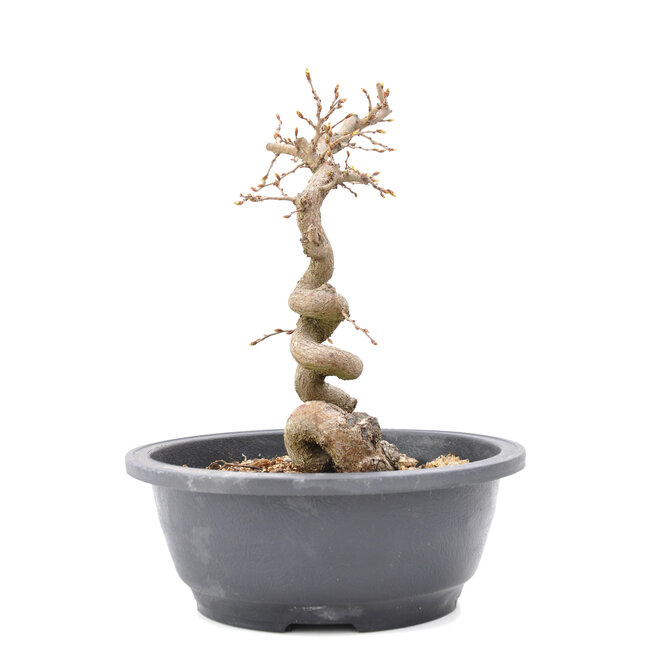 Carpinus coreana Yamadori, 24 cm, ± 15 anni